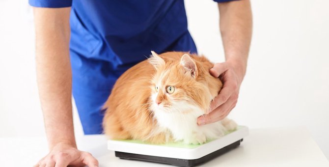 猫が太らない7つの原因と対処法、おすすめのフード