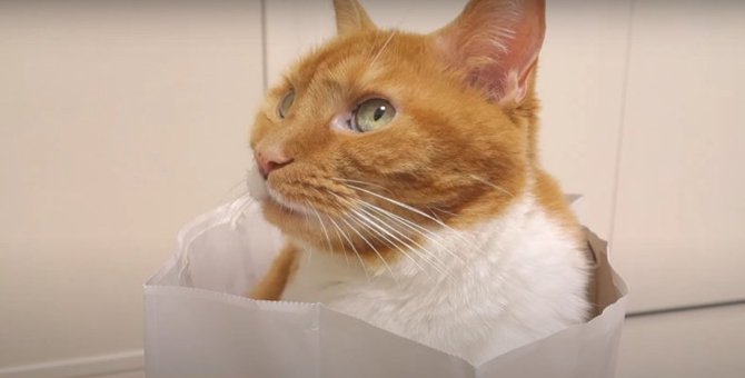 『ねこねこ食パン』の紙袋に、食パン色の猫ちゃんがIN♡