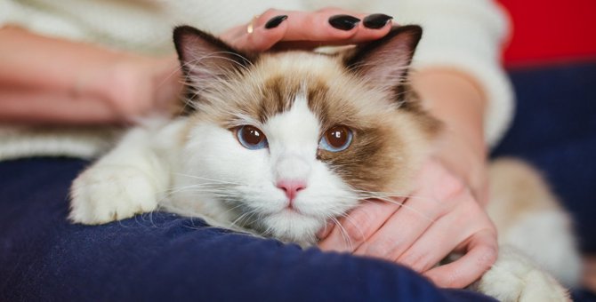 猫を『初めて飼う人におすすめ』の猫種4選！その特性やお迎えするための心構えを紹介