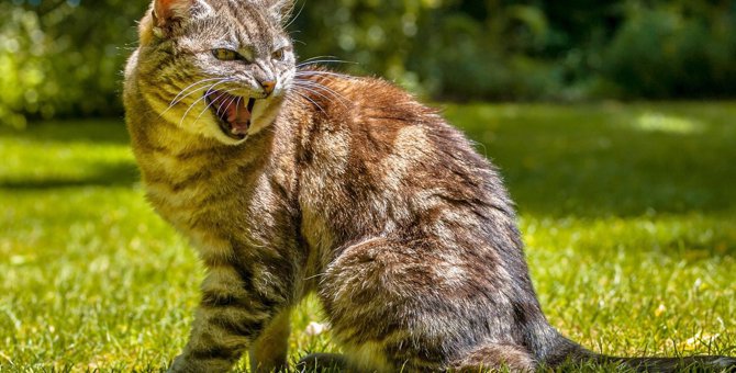 怒りっぽい猫の心理と正しい接し方３つ
