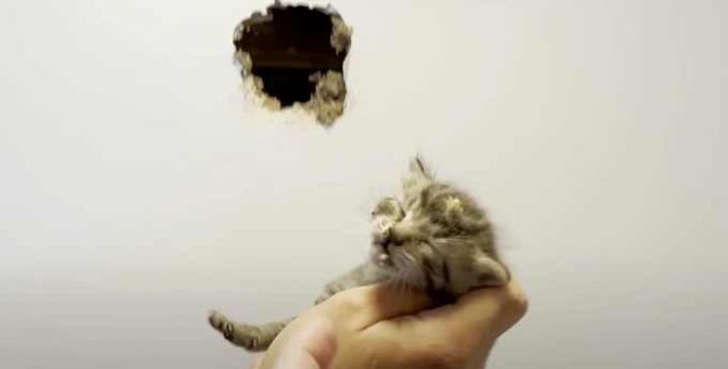 壁の中から猫の鳴き声…現場で発覚した衝撃の事実とは？