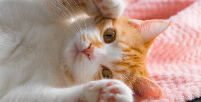 人をメロメロにする猫の仕草・行動ランキングTOP3♡