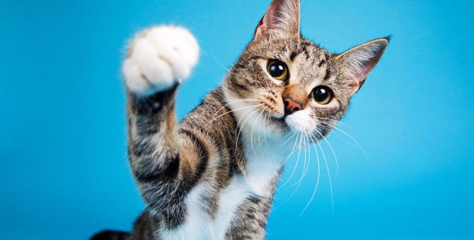 猫がする『優しい猫パンチ』の意味3選　知っておきたい気持ちと応え方