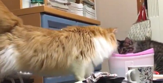新入り子猫と先住猫の『鼻チュー』♡貴重な瞬間を捉えた動画が話題！