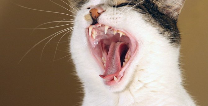 猫が『いつもより鳴くとき』に考えられること4つ！怪我や病気など危険サインが潜んでいるかも？