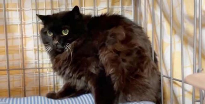 工場に住む毛玉だらけの黒猫…保護され新たな猫生へ！
