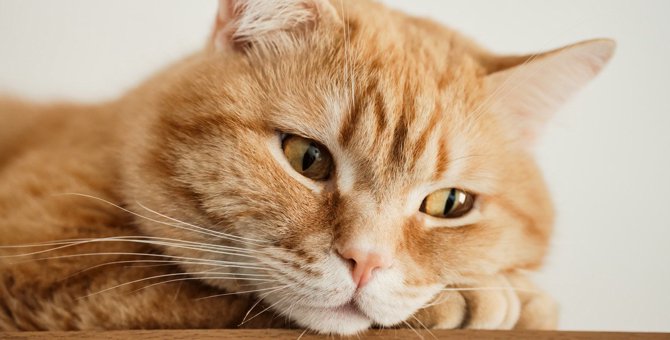 『免疫力が低い猫』の特徴5選　飼い主に出来る予防方法