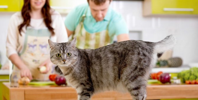 猫に与える『手作りご飯』のメリット・デメリット3つ　重要な注意点と最適な頻度も解説