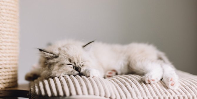 猫が『体に異常を感じている』時にする寝方5つ