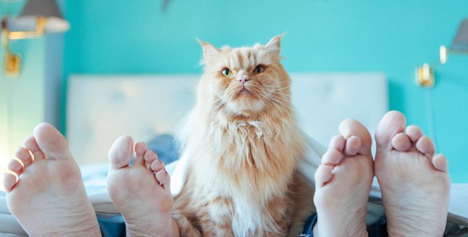 猫が寝ている時に足を噛んでくる！3つの心理と対処法