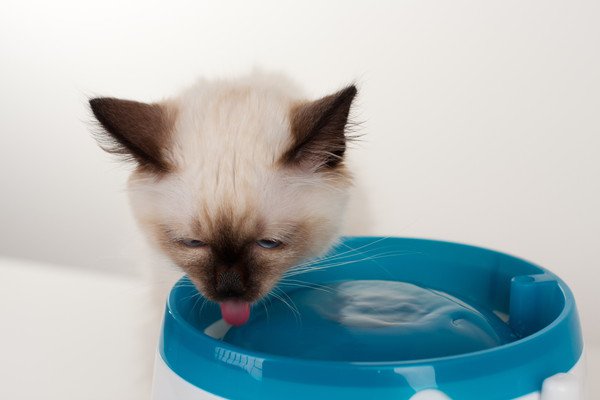 子猫が水を飲み過ぎる原因は？1日の飲水量の目安や対処法