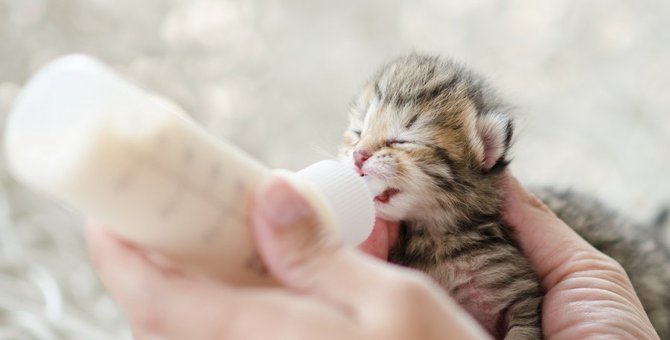 猫の赤ちゃんにミルクを飲ませる方法や量、飲まない時の対処法