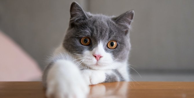 猫が『かわいい』のはなぜ？猫好きライターが考える５つの理由