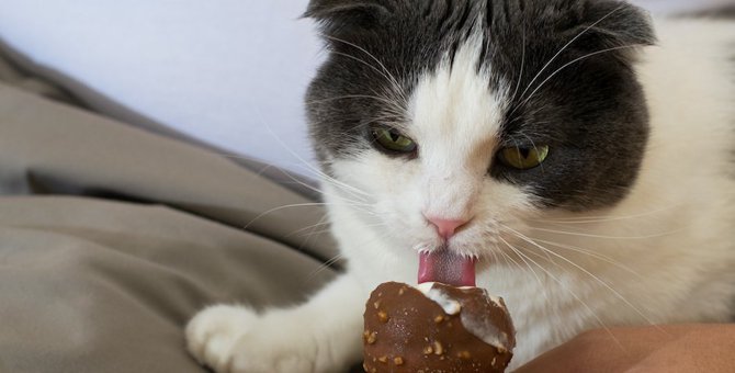 【命に関わる！】猫にとって危険な食べ物４つ