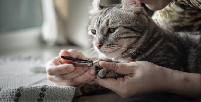 猫の爪切りには洗濯ネットを使おう！コツや注意点、おすすめ商品