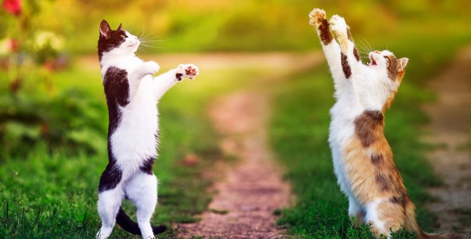 猫が『二本足』で立つ瞬間5つ！？気になる理由と心境とは？