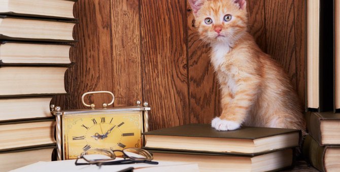 猫の『体内時計』が正確だなと感じる3つのシーン！規則正しく生活できるヒミツとは？