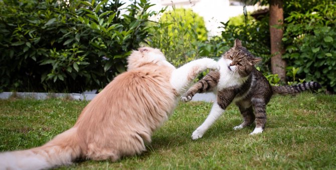猫同士が『喧嘩』してしまう原因3つ！仲裁する際の注意点とは？