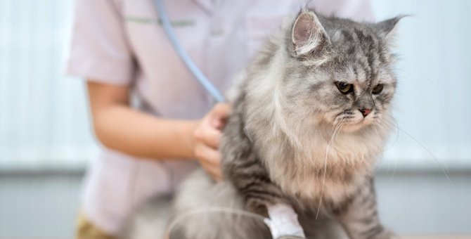猫の不治の病『猫伝染性腹膜炎（FIP）』ってどんな病気？病態や症状・治療方法を解説