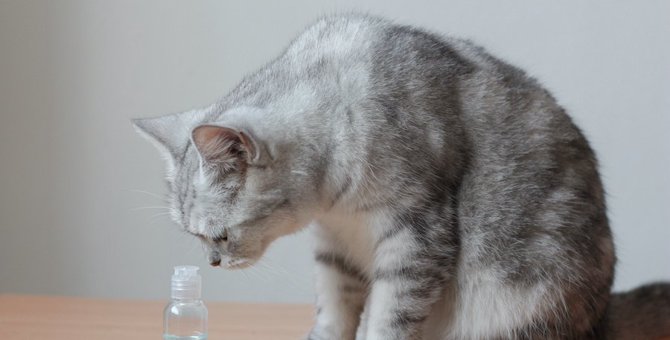 猫のいる家でアルコール消毒液を使ってもOK？