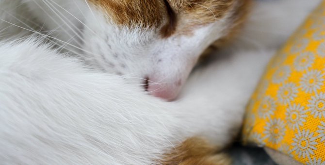 『衰弱している猫』に表れるサイン５つ！飼い主がすべき対処法とは？