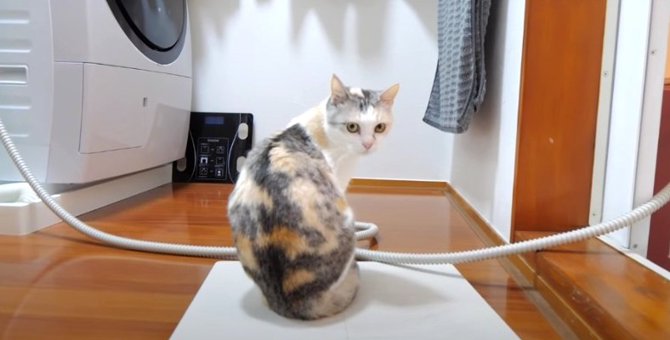 洗濯機の音を聞きつけた猫ちゃん、お風呂場へ急ぐ！？