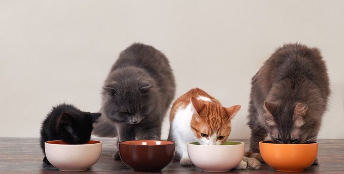 猫の『食事回数』を分けたほうがいい５つの理由