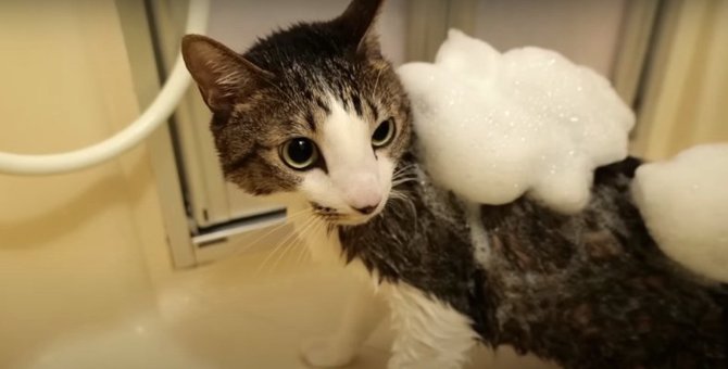 シャワーで判明！？猫ちゃんの新事実とは…