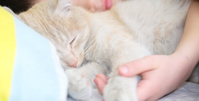 猫が『飼い主の顔の近く』で寝るのはなぜ？4つの理由