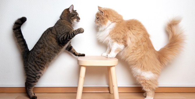 『かぎしっぽの猫』にまつわる言い伝え4つ♡日本に多い理由とは？