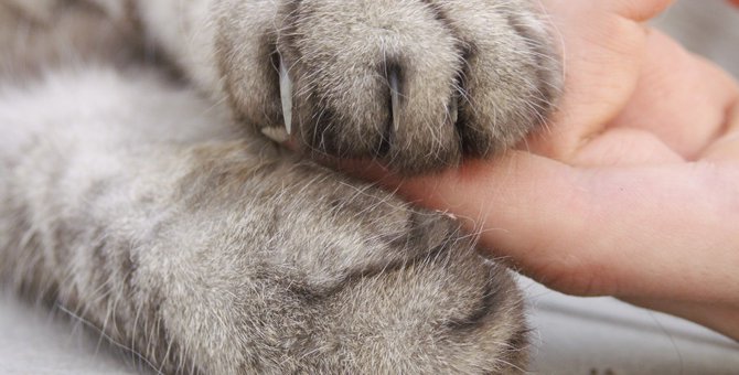 猫の爪が出たままになるのはどうして？考えられる病気とは…