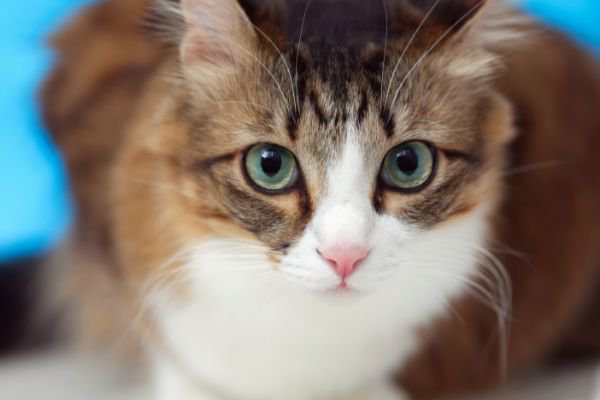 猫はガン見してくるとき何を考えているの？ジッと見てくる理由を解説