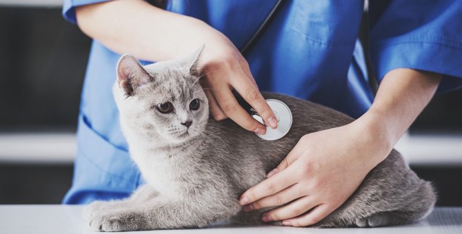『病院が大嫌いな猫』のストレスを軽減させる6つの方法
