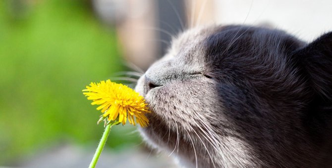 猫が鼻を『ヒクヒク』させる理由3選　実は危険な呼吸の可能性も