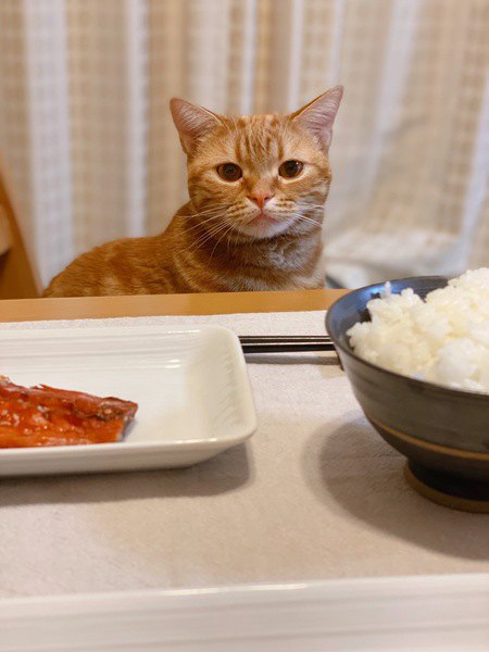 猫が餌を食べない…おすすめトッピングの利用法２つと注意点
