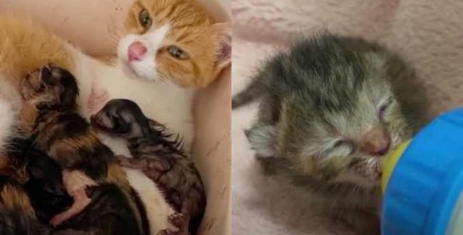 ガリガリの母猫を保護…難産を経て5匹のかわいい子猫が誕生！