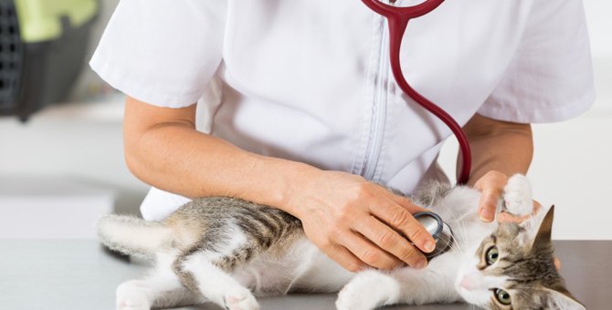 猫の回虫症の症状や治療の方法、感染経路や予防法