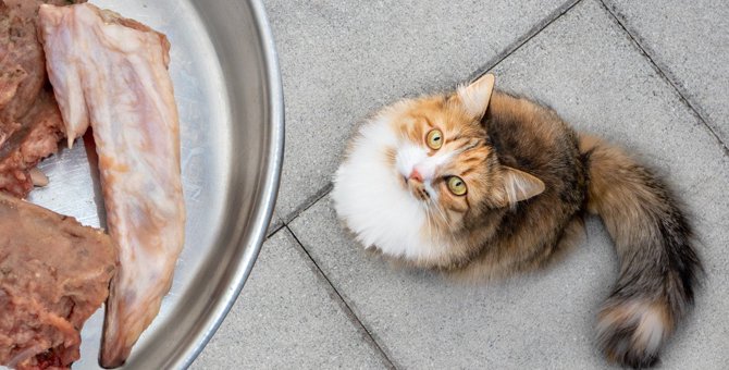 猫にとって『中毒性がある食材』6選！食べてしまった時の症状や対処法とは？
