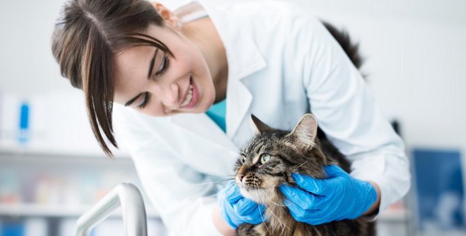 猫の避妊にかかる費用や手術を受ける手順、変わる事