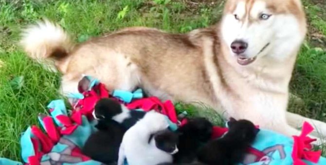 段ボール箱で捨てられた7匹の子猫…救ったのはハスキー犬だった！