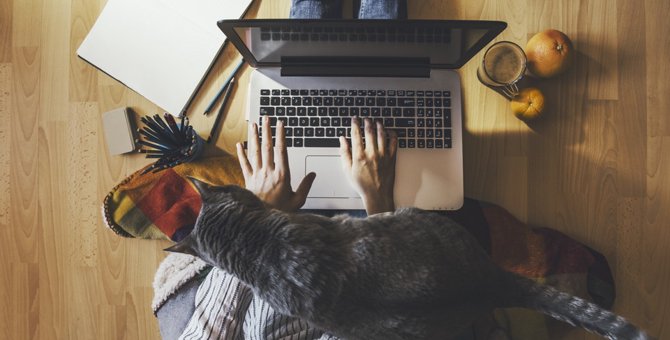 猫がキーボードに乗る心理とは？踏まれないようにするための対策