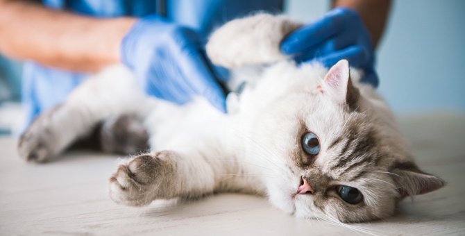 猫に『しこり』ができる原因は？考えられる病気3つと予防法