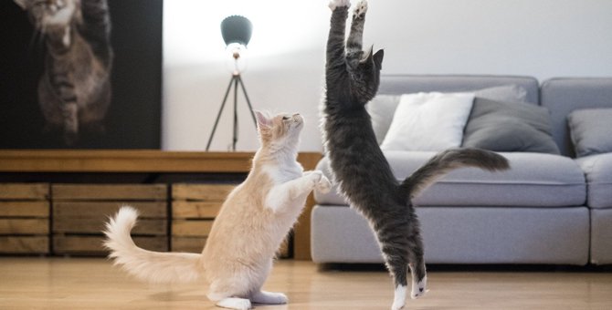 猫の運動不足解消に！おすすめの『室内でできる運動』3つ
