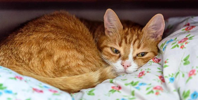 猫の体調不良のサインになる『眠り方』4つ！理由と受診の必要性とは