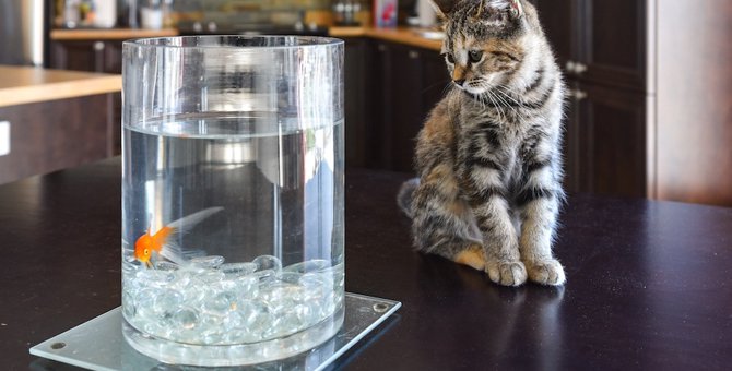 猫と金魚を同居させる時の5つの注意点