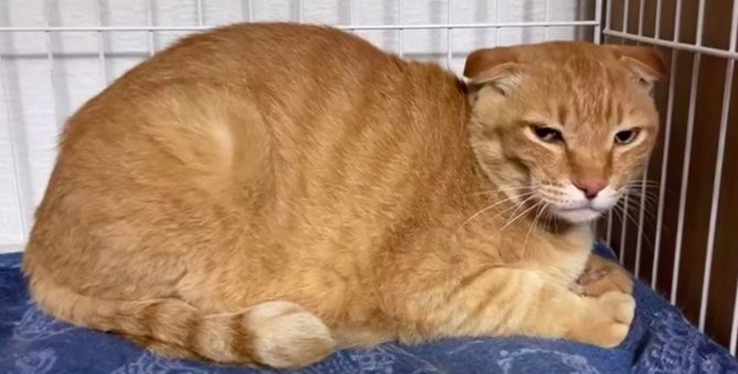 飼い主の急逝で残された猫…高齢者のペット問題に直面！