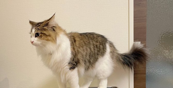 空気清浄機の上で固まる猫さんの『解せぬ』感が癖になる面白さ♡