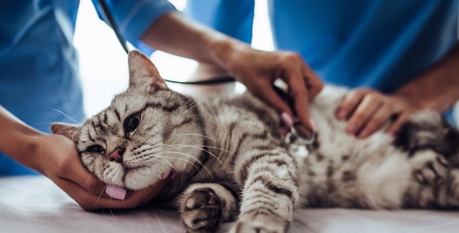 高齢猫を襲う『すい炎』…4つの症状と原因・治療方法とは