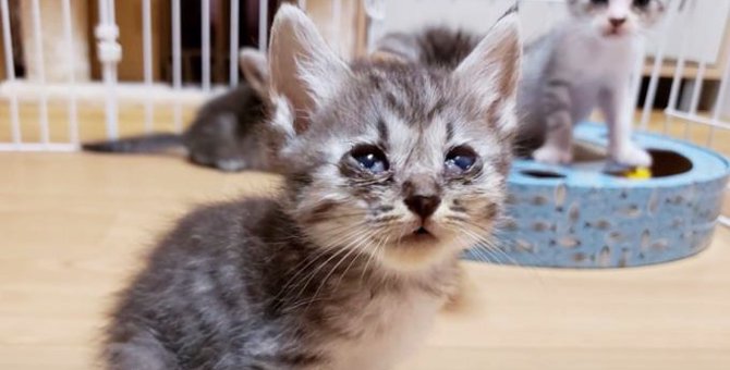 ボロボロの子猫が大変身…『にこ園長』の猫生物語に感動
