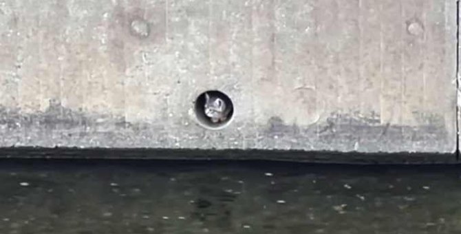 堤防の穴から子猫の鳴き声…緊迫する保護活動の全貌とは？